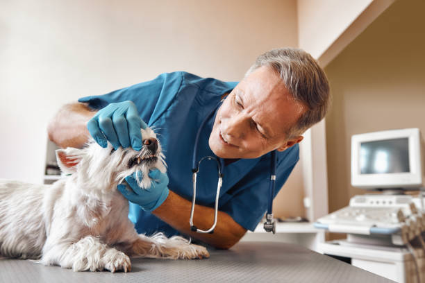  Lago Vista, TX Emergency Dentist Pros